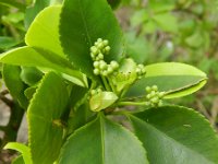 Euonymus japonicus 10, Saxifraga-Rutger Barendse