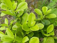 Euonymus japonicus 11, Saxifraga-Rutger Barendse