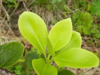 Euonymus japonicus 12, Saxifraga-Rutger Barendse