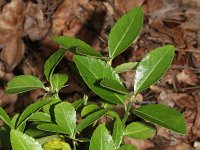 Euonymus japonicus 2, Saxifraga-Rutger Barendse