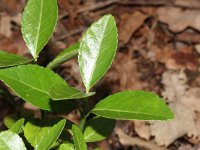 Euonymus japonicus 3, Saxifraga-Rutger Barendse