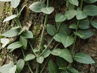 Euonymus japonicus 4, Saxifraga-Rutger Barendse