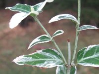 Euonymus japonicus 9, Saxifraga-Rutger Barendse