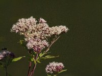 Eupatorium cannabinum 10, Koninginnekruid, Saxifraga-Jan van der Straaten