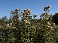 Eupatorium cannabinum 12, Koninginnekruid, Saxifraga-Jan van der Straaten