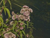 Eupatorium cannabinum 13, Koninginnekruid, Saxifraga-Jan van der Straaten