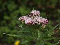 Eupatorium cannabinum 15, Koninginnekruid, Saxifraga-Peter Meininger