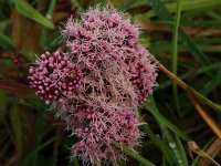 Eupatorium cannabinum 16, Koninginnekruid, Saxifraga-Hans Dekker