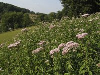 Eupatorium cannabinum 20, Koninginnekruid, Saxifraga-Rob Felix : Plantae, Plants, planten