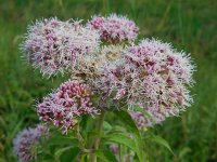 Eupatorium cannabinum 27, Koninginnekruid, Saxifraga-Ed Stikvoort