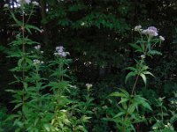 Eupatorium cannabinum 31, Koninginnekruid, Saxifraga-Ed Stikvoort