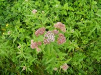 Eupatorium cannabinum 32, Koninginnekruid, Saxifraga-Rutger Barendse