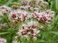 Eupatorium cannabinum 33, Koninginnekruid, Saxifraga-Rutger Barendse