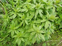 Eupatorium cannabinum 34, Koninginnekruid, Saxifraga-Rutger Barendse