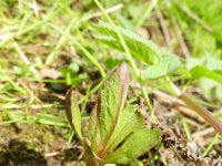 Eupatorium cannabinum 35, Koninginnekruid, Saxifraga-Rutger Barendse