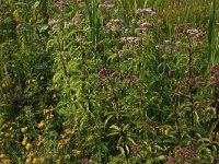 Eupatorium cannabinum 38, Koninginnekruid, Saxifraga-Hans Boll