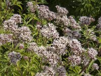 Eupatorium cannabinum 43, Koninginnekruid, Saxifraga-Jan van der Straaten