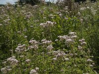 Eupatorium cannabinum 44, Koninginnekruid, Saxifraga-Jan van der Straaten