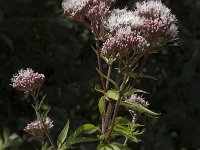 Eupatorium cannabinum 5, Koninginnekruid, Saxifraga-Marijke Verhagen