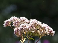 Eupatorium cannabinum 52, Koninginne kruid, Saxifraga-Jan Nijendijk