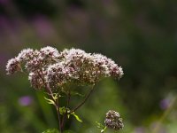 Eupatorium cannabinum 53, Koninginne kruid, Saxifraga-Jan Nijendijk