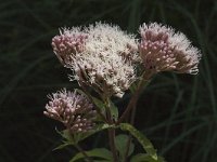 Eupatorium cannabinum 6, Koninginnekruid, Saxifraga-Marijke Verhagen