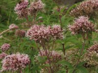 Eupatorium cannabinum 7, Koninginnekruid, Saxifraga-Rutger Barendse