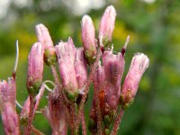 Eupatorium maculatum 3, Gevlekt leverkruid, Saxifraga-Rutger Barendse