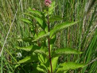 Eupatorium maculatum 7, Gevlekt leverkruid, Saxifraga-Rutger Barendse