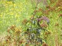 Eupatorium purpureum 2, Purper leverkruid, Saxifraga-Rutger Barendse