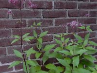 Eupatorium purpureum 3, Purper leverkruid, Saxifraga-Ed Stikvoort