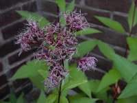 Eupatorium purpureum 6, Purper leverkruid, Saxifraga-Ed Stikvoort