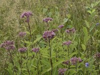 Eupatorium purpureum 8, Purper leverkruid, Saxifraga-Willem van Kruijsbergen