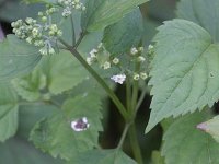 Eupatorium rugosum 2, Saxifraga-Rutger Barendse