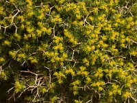 Euphorbia acanthothamnos 10, Saxifraga-Willem van Kruijsbergen