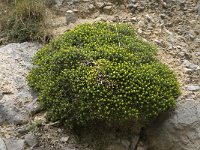 Euphorbia acanthothamnos 13, Saxifraga-Willem van Kruijsbergen