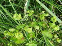 Euphorbia amygdaloides 12, Amandelwolfsmelk, Saxifraga-Rutger Barendse