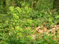 Euphorbia amygdaloides 13, Amendelwolfsmelk, Saxifraga-Dirk Hilbers