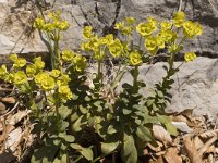 Euphorbia amygdaloides 4, Amandelwolfsmelk, Saxifraga-Marijke Verhagen