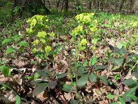 Euphorbia amygdaloides 7, Amandelwolfsmelk, Saxifraga-Jan Willem Jongepier