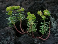 Euphorbia azorica 2, Saxifraga-Ed Stikvoort