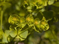 Euphorbia biumbellata 2, Saxifraga-Willem van Kruijsbergen