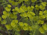 Euphorbia biumbellata 4, Saxifraga-Willem van Kruijsbergen