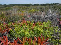 Euphorbia boetica