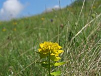 Euphorbia brittingeri 2, Wrattige wolfsmelk, Saxifraga-Jeroen Willemsen