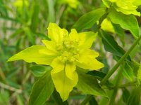 Euphorbia brittingeri 3, Wrattige wolfsmelk, Saxifraga-Rutger Barendse