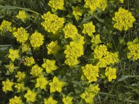 Euphorbia brittingeri 9, Wrattige wolfsmelk, Saxifraga-Jan van der Straaten