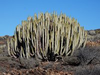 Euphorbia canariensis 10, Saxifraga-Ed Stikvoort