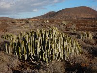 Euphorbia canariensis 12, Saxifraga-Ed Stikvoort