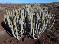 Euphorbia canariensis 13, Saxifraga-Ed Stikvoort